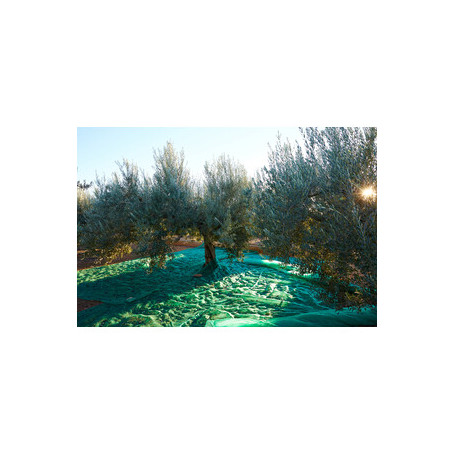 C RETE P\OLIVE ANTISPINA 80G C\SPACCO 12X12M