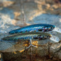 AKAMI REAL MINNOW