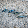 AKAMI REAL MINNOW