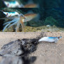 DTD WEAK FISH EGI