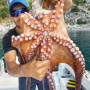 AKAMI OCTO EGI