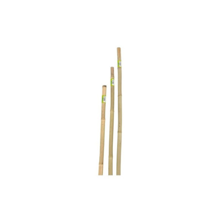 CANNA IN BAMBOO D.22-24 H.180