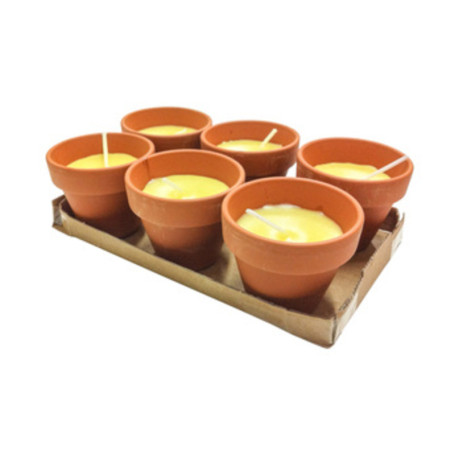 CITRONELLA IN COCCIO POLLICINO 7XH6 CM 6 PZ