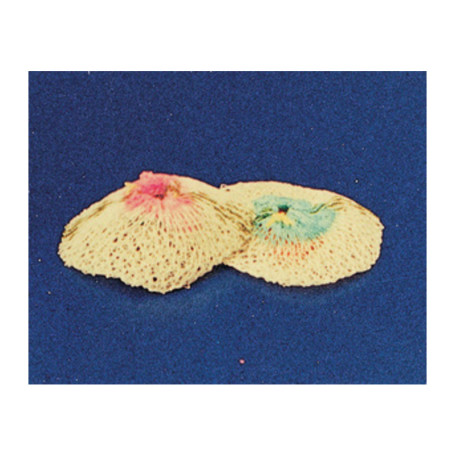 SC RETINA RICAMBIO LAMPADA A GAS 2 PZ