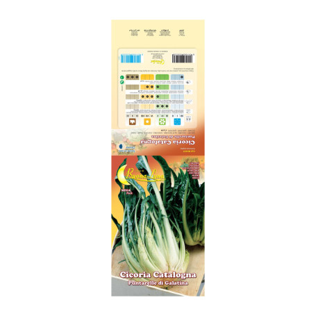 SEMI ORTO CICORIA PUNTARELLE