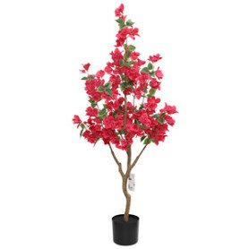 C BOUGANVILLEA 120 CM