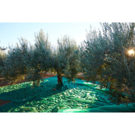 C RETE P\OLIVE ANTISPINA 80G C\SPACCO 10X10M C RETE P\OLIVE ANTISPINA 80G C\SPACCO 10X10M