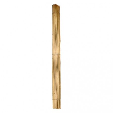 CANNA BAMBOO Ø 24/26 mm. - h. mt 2