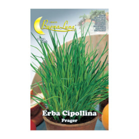 SEMI ORTO ERBA CIPOLLINA