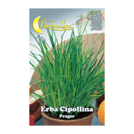 SEMI ORTO ERBA CIPOLLINA