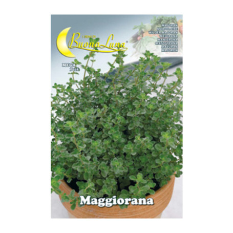 SEMI ORTO MAGGIORANA