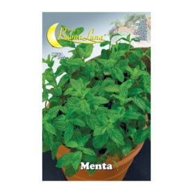 SEMI ORTO MENTA