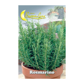 SEMI ORTO ROSMARINO