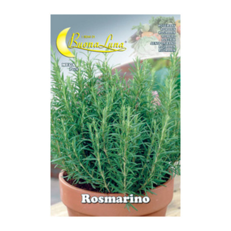 SEMI ORTO ROSMARINO