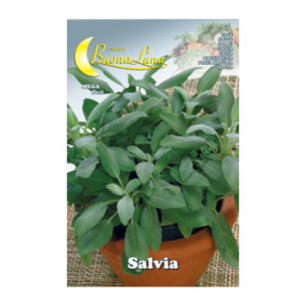 SEMI ORTO SALVIA