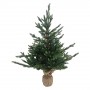 PINETTO  VICTOR  h. 90 cm - 466 rami
