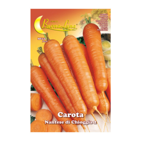 SEMI ORTO CAROTA DI CHIOGGIA