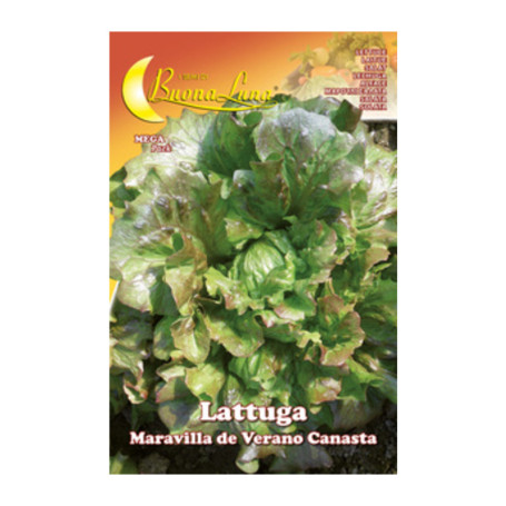 SEMI ORTO LATTUGA CANASTA