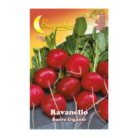 SEMI ORTO RAVANELLO GIGANTE