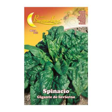 SEMI ORTO SPINACI GIGANTI
