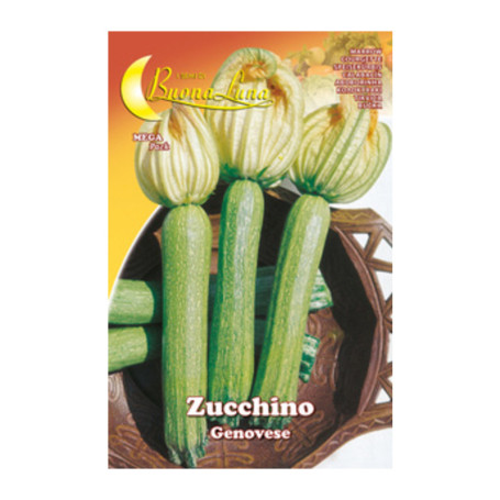 SEMI ORTO ZUCCHINO GENOVESE
