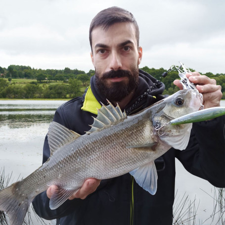 SPANISH LURES SPARROW