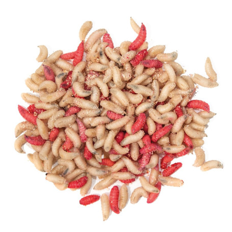 TAKE ME BAITS BIGATTINO MIX