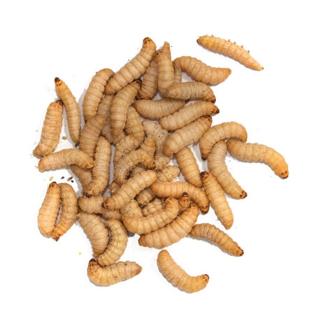 TAKE ME BAITS CAMOLE