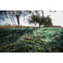 C RETE P\OLIVE ANTISPINA 32G 6X167M CALABRIA
