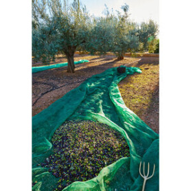 C RETE P\OLIVE ANTISPINA 80G 10X50M