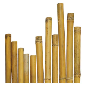 CANNA BAMBU   diametro  28/30 mm. circa - h. mt 2