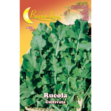 SEMI ORTO RUCOLA COLTIVATA