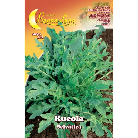 SEMI ORTO RUCOLA SELVATICA