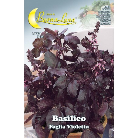 SEMI ORTO BASILICO FOGLIA VIOLETTA
