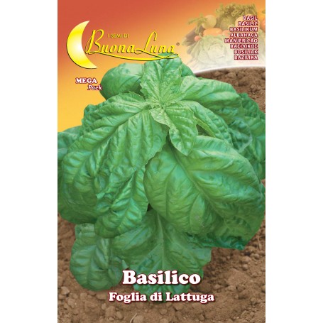 SEMI ORTO BASILICO FOGLIA LATTUGA