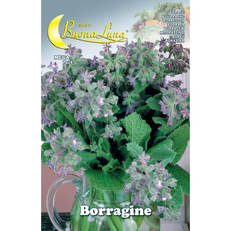 SEMI ORTO BORRAGINE