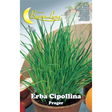 SEMI ORTO ERBA CIPOLLINA