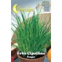 SEMI ORTO ERBA CIPOLLINA