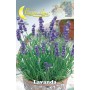 SEMI ORTO LAVANDA