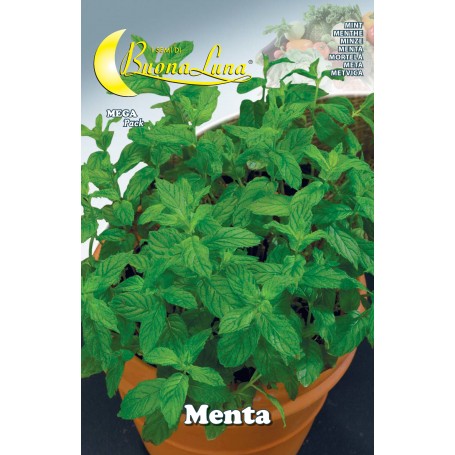 SEMI ORTO MENTA