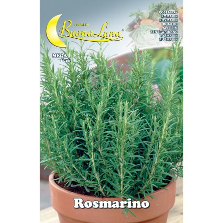 SEMI ORTO ROSMARINO