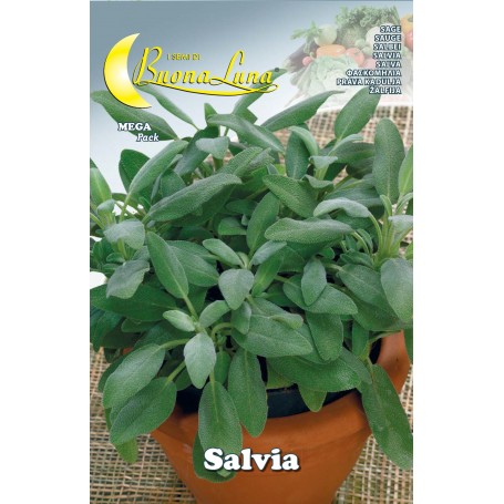 SEMI ORTO SALVIA