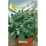 SEMI ORTO SALVIA