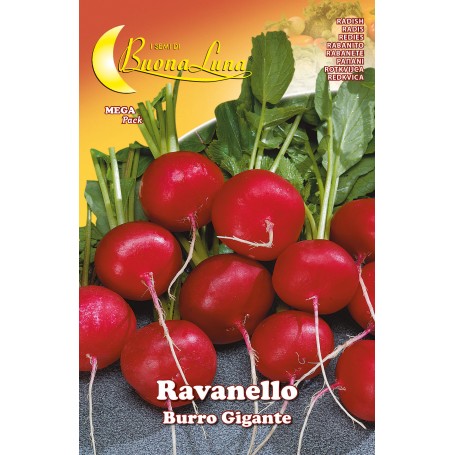 SEMI ORTO RAVANELLO GIGANTE