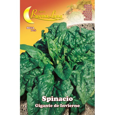 SEMI ORTO SPINACI GIGANTI