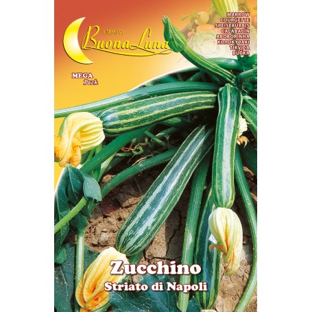 SEMI ORTO ZUCCHINO STRIATO NAPOLI