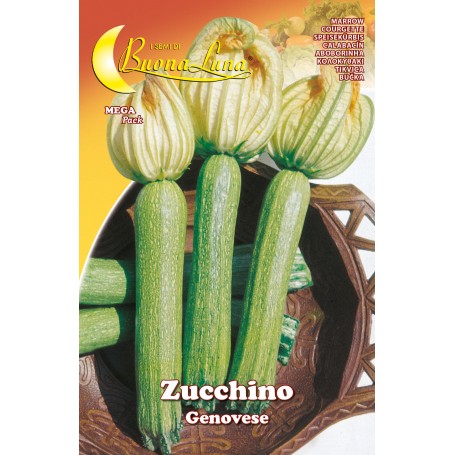 SEMI ORTO ZUCCHINO GENOVESE