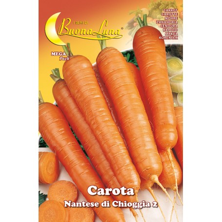 SEMI ORTO CAROTA DI CHIOGGIA